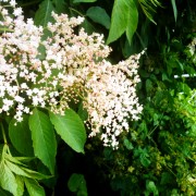 Campsite forage, elderflower, cool camping activities