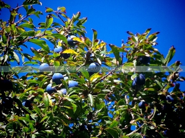 sloes on the Blackthorn bush