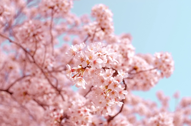 Picture-Perfect Sakura: Top Japanese Cherry Blossom Spots for 2026